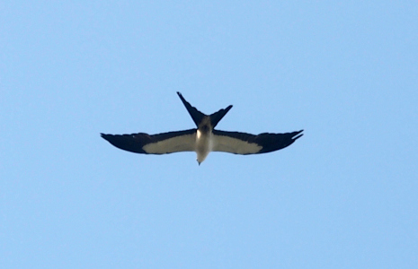[This bird is flying away from the camera and the right side of the vee in the tail is only half as long as the left side. The body, head, and innermost part of its flight feathers are white. The rest of the feathers are black.]